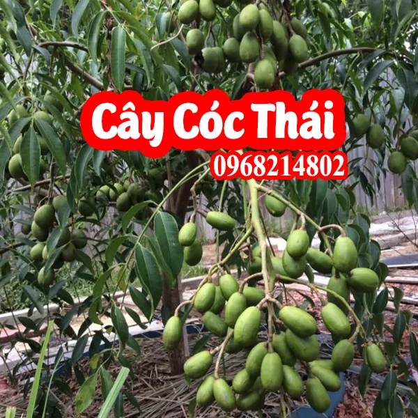 Địa Chỉ Bán Cây Cóc Thái Lùn Siêu Quả