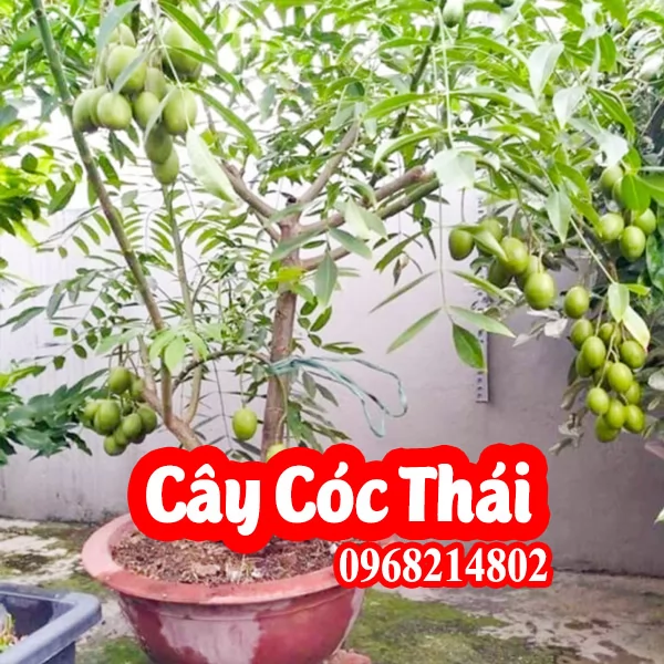 Địa Chỉ Bán Cây Cóc Thái Lùn Siêu Quả