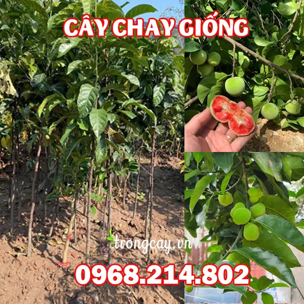 Mua Giống Cây Chay Ruột Đỏ Ở Đâu Và Bao Nhiêu Tiền