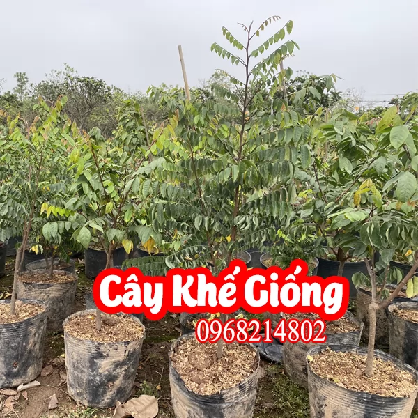 Cây Khế Bon Sai Mua Ở Đâu Và Bao Nhiêu Tiền