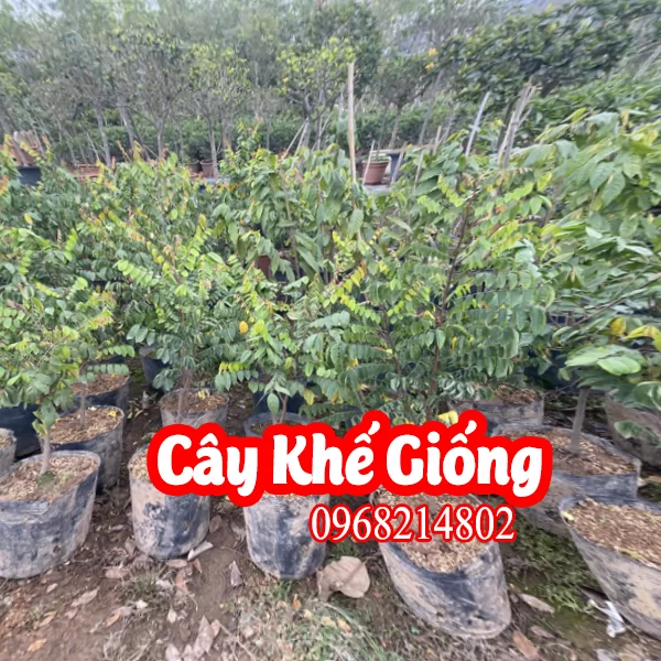 Cây Khế Bon Sai Mua Ở Đâu Và Bao Nhiêu Tiền