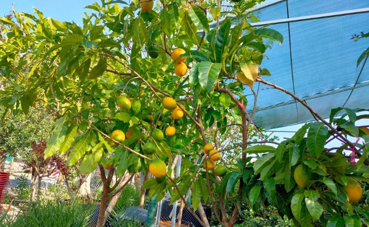 Vú sữa hoàng kim