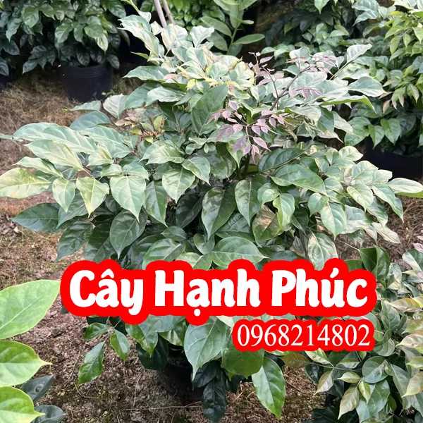 Mua Cây Hạnh Phúc Ở Đâu Và Bao Nhiêu Tiền 1 Cây
