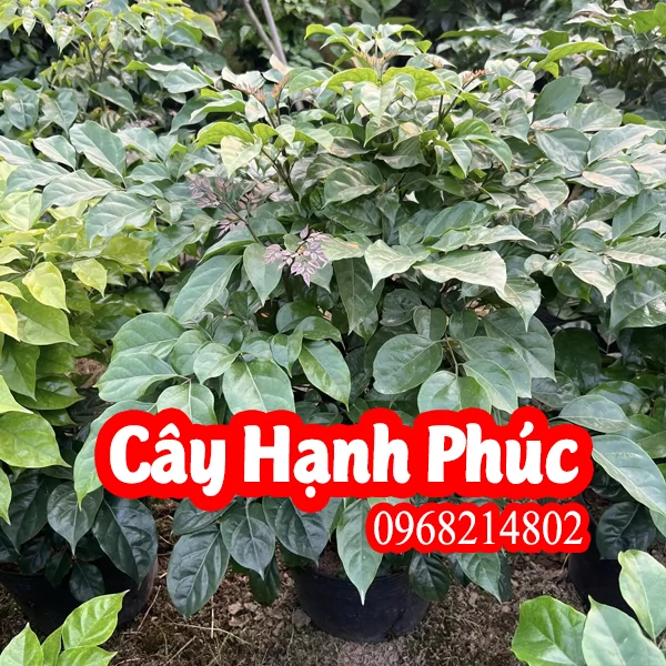 Mua Cây Hạnh Phúc Ở Đâu Và Bao Nhiêu Tiền 1 Cây