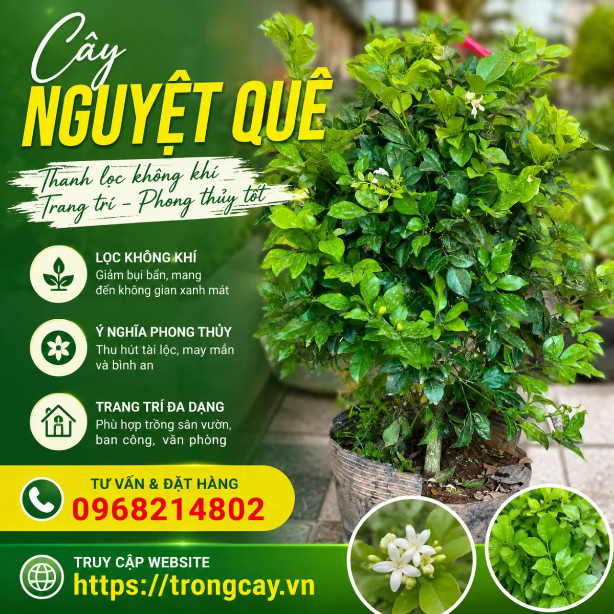 Mua Cây Nguyệt Quế Ở Đâu Và Bao Nhiêu Tiền 1 Cây
