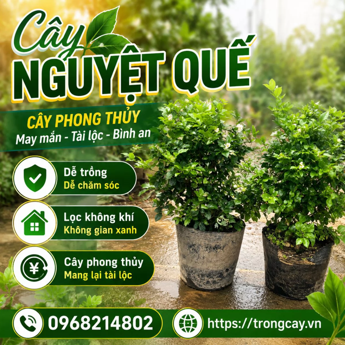 Mua Cây Nguyệt Quế Ở Đâu Và Bao Nhiêu Tiền 1 Cây
