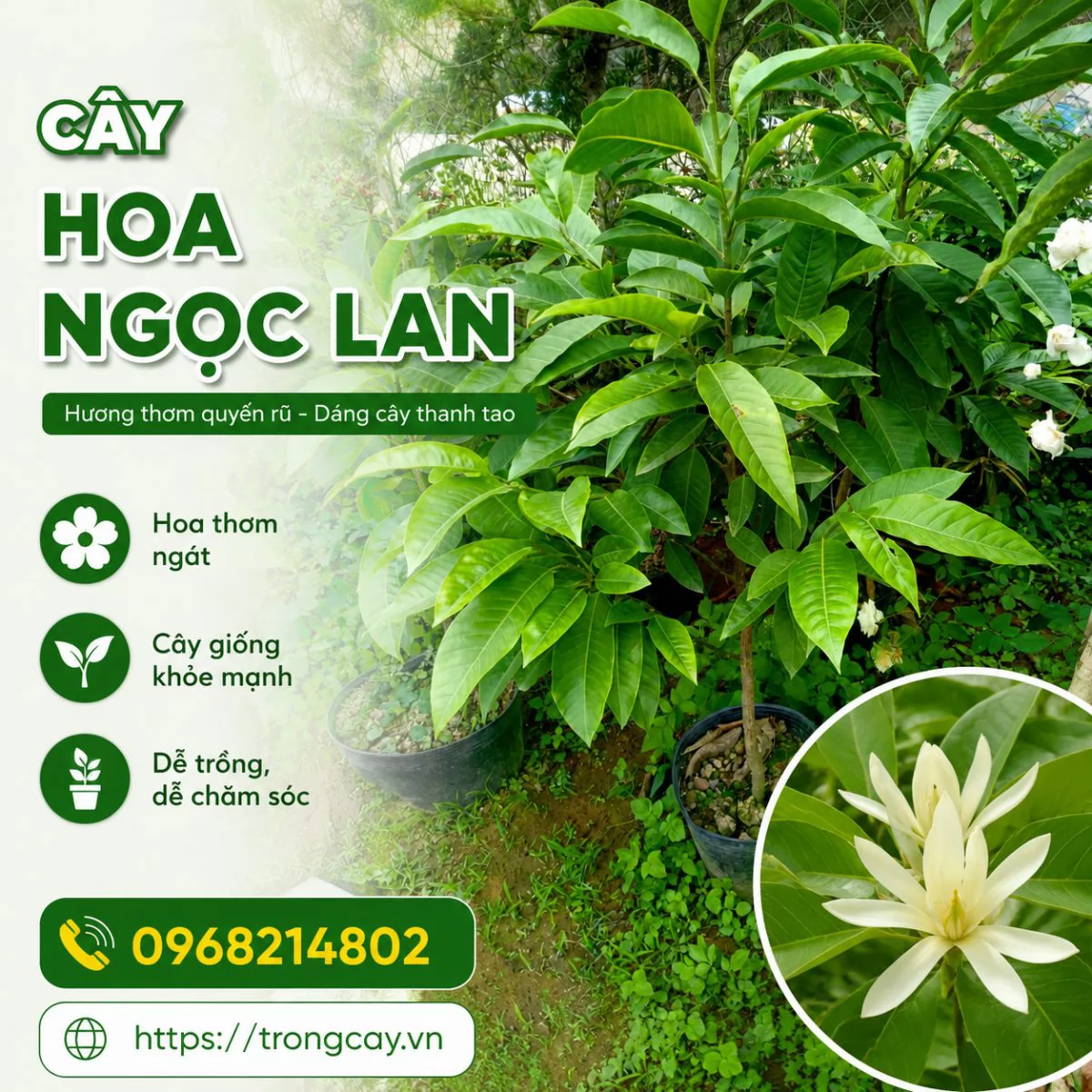 CÂY HOA NGỌC LAN – BIỂU TƯỢNG CỦA SỰ THANH KHIẾT VÀ MAY MẮN