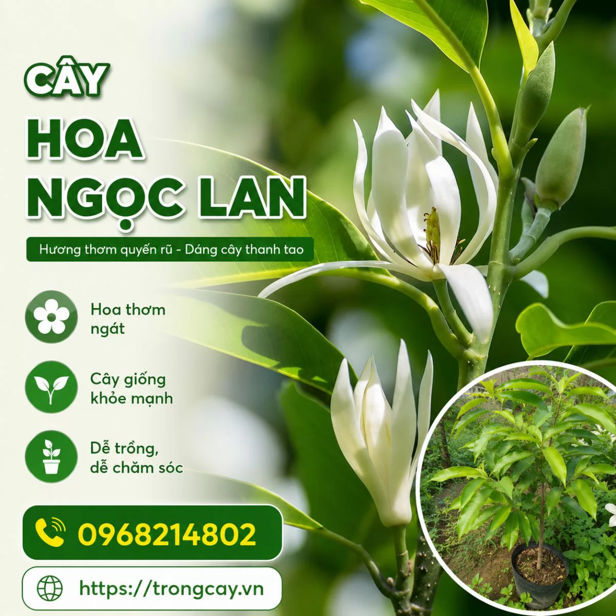CÂY HOA NGỌC LAN – BIỂU TƯỢNG CỦA SỰ THANH KHIẾT VÀ MAY MẮN