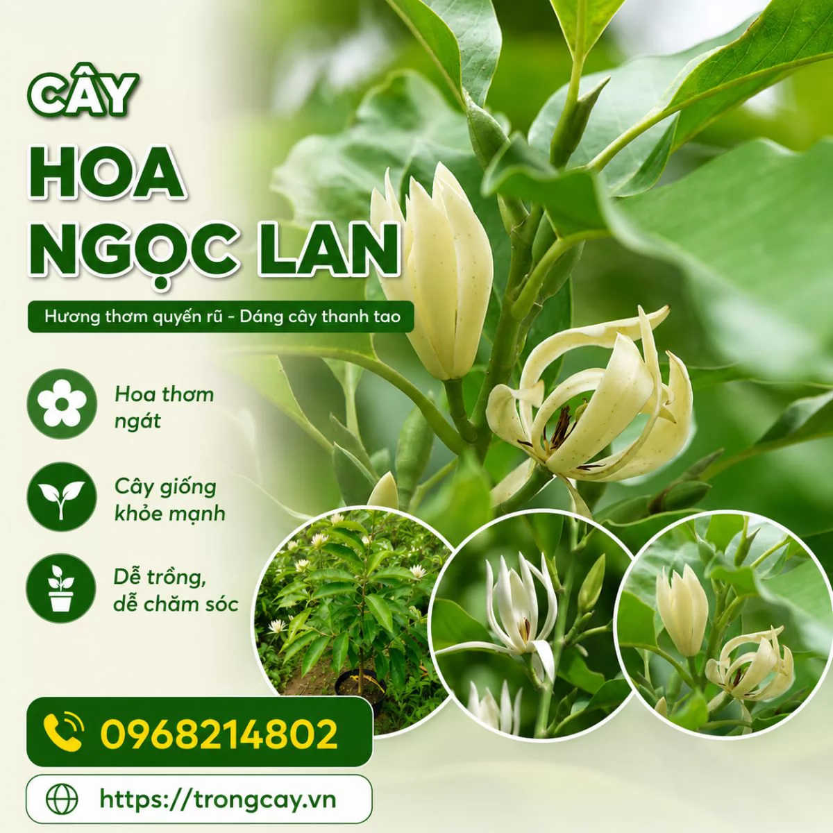CÂY HOA NGỌC LAN – BIỂU TƯỢNG CỦA SỰ THANH KHIẾT VÀ MAY MẮN