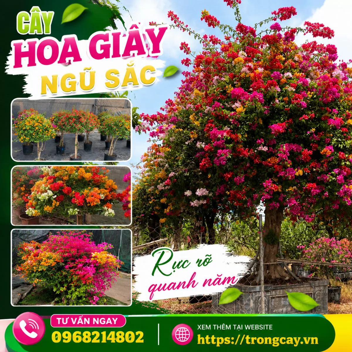 HOA GIẤY NGŨ SẮC – VẺ ĐẸP RỰC RỠ, KIÊN CƯỜNG CHO MỌI KHÔNG GIAN