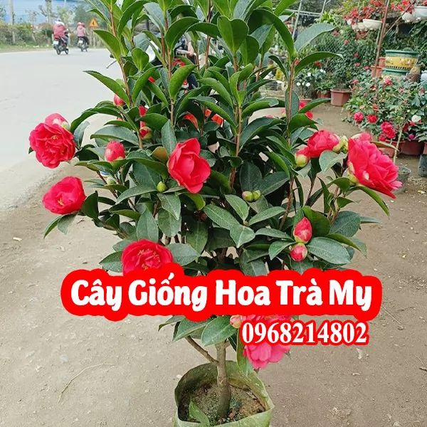 Mua Cây Giống Hoa Trà Ở Đâu Và Bao Nhiêu Tiền 1 Cây