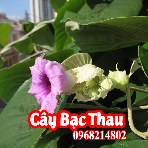 Cây Giống Bạc Thau Mua Ở Đâu Và Bao Nhiêu Tiền