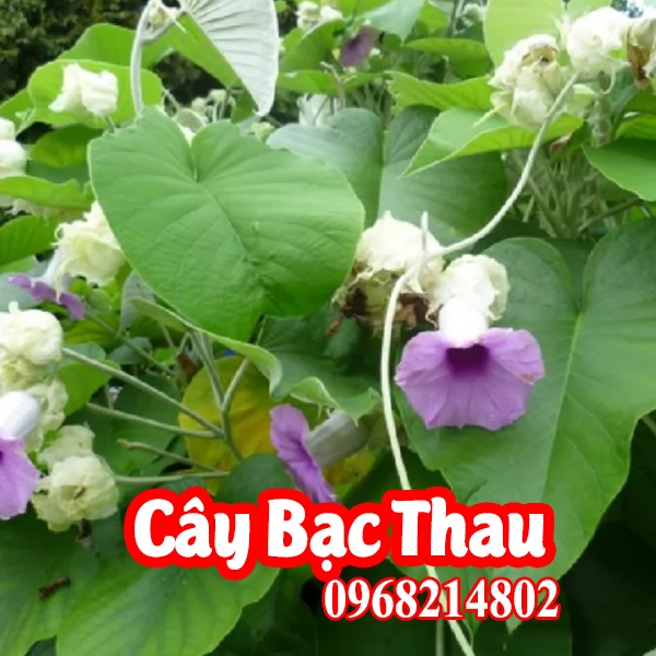Cây Giống Bạc Thau Mua Ở Đâu Và Bao Nhiêu Tiền