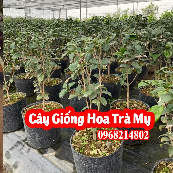 Mua Cây Giống Hoa Trà Ở Đâu Và Bao Nhiêu Tiền 1 Cây