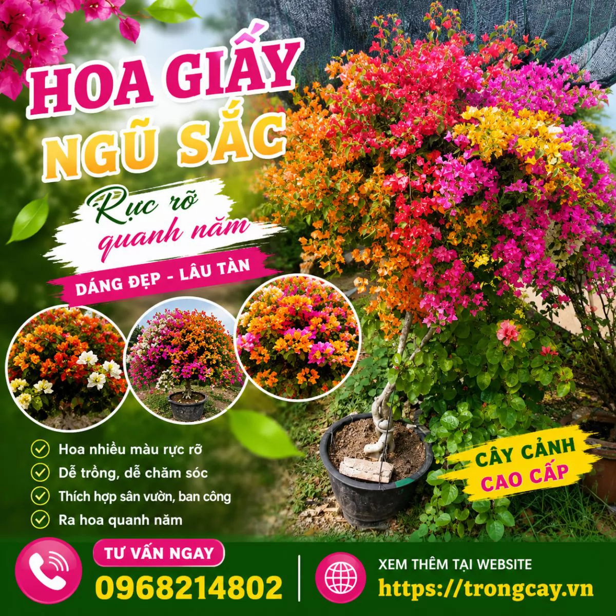 HOA GIẤY NGŨ SẮC – VẺ ĐẸP RỰC RỠ, KIÊN CƯỜNG CHO MỌI KHÔNG GIAN