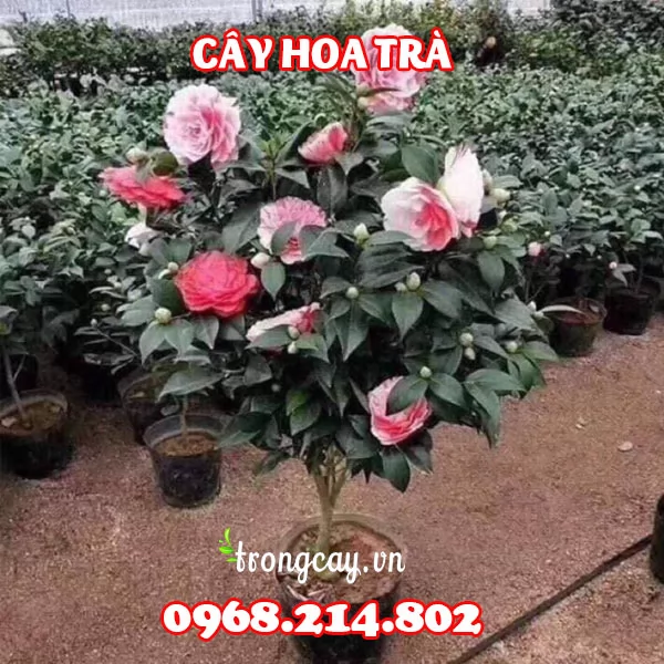 Mua Cây Giống Hoa Trà Ở Đâu Và Bao Nhiêu Tiền 1 Cây