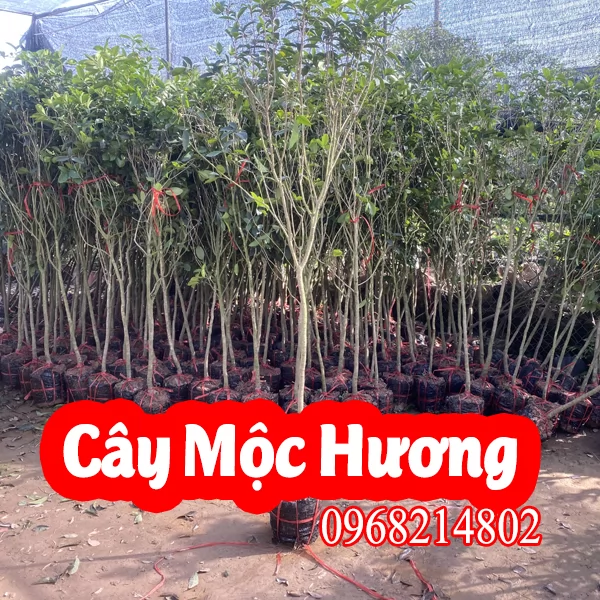 Mua Cây Giống Mộc Hương và Bao Nhiêu Tiền 1 Cây
