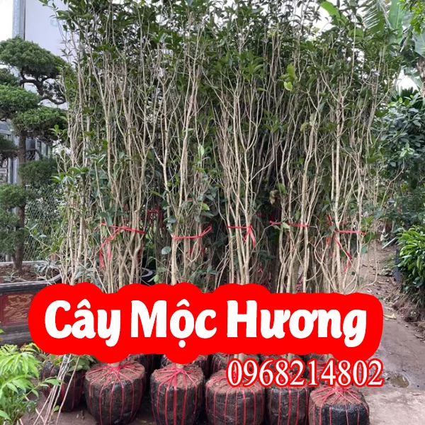 Mua Cây Giống Mộc Hương và Bao Nhiêu Tiền 1 Cây