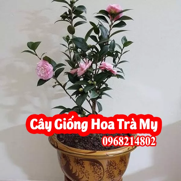 Mua Cây Giống Hoa Trà Ở Đâu Và Bao Nhiêu Tiền 1 Cây