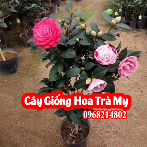 Mua Cây Giống Hoa Trà Ở Đâu Và Bao Nhiêu Tiền 1 Cây