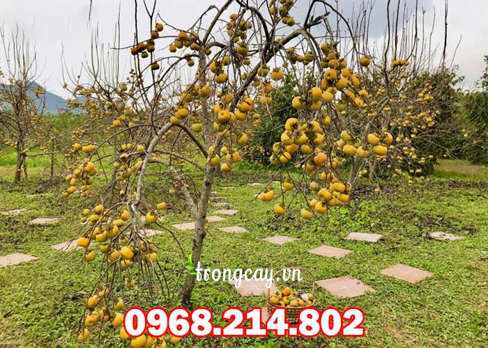 Cây hồng giòn nhật