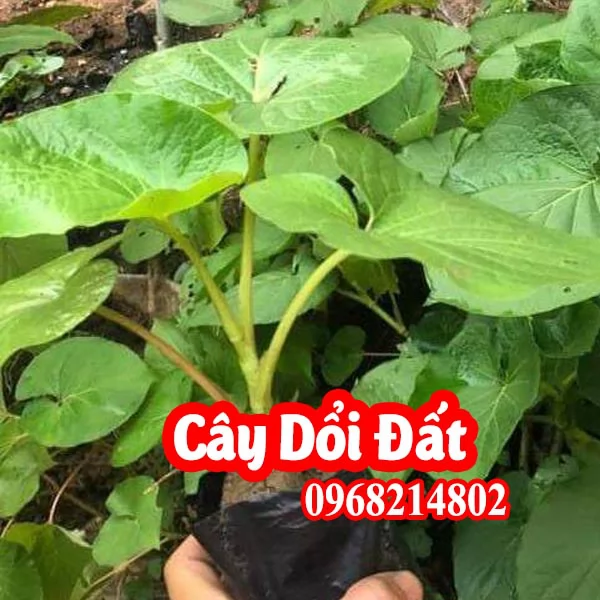 Mua Cây Giống Dổi Đất(Lá Dổi) Ở Đâu Và Bao Nhiêu Tiền 1 Cây