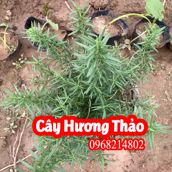 Địa Chỉ Bán Cây Hương Thảo Và Hướng Dẫn Chăm Sóc