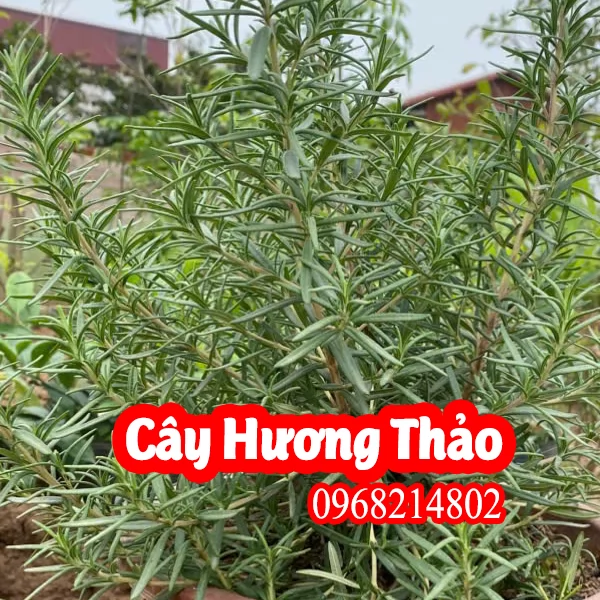 Địa Chỉ Bán Cây Hương Thảo Và Hướng Dẫn Chăm Sóc