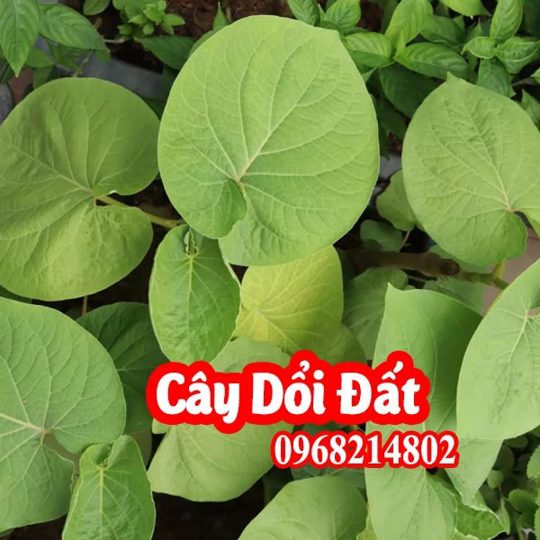 Mua Cây Giống Dổi Đất(Lá Dổi) Ở Đâu Và Bao Nhiêu Tiền 1 Cây