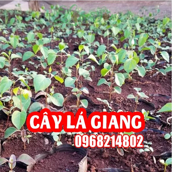 Mua Cây Giống Lá Giang Ở Đâu Và Bao Nhiêu Tiền 1 Cây
