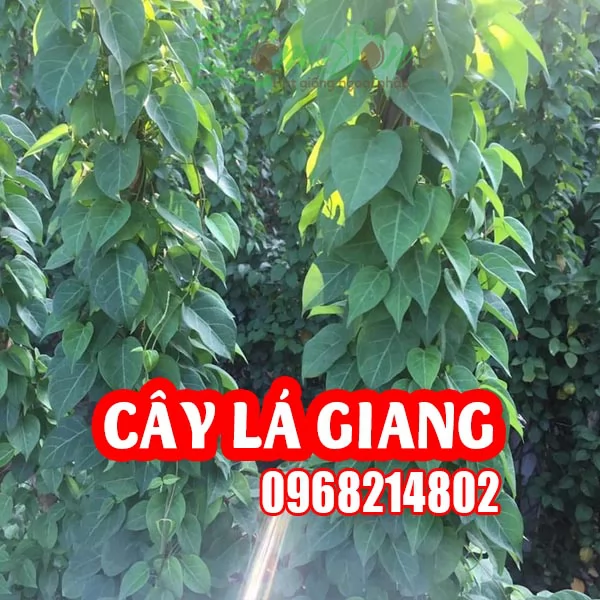 Mua Cây Giống Lá Giang Ở Đâu Và Bao Nhiêu Tiền 1 Cây