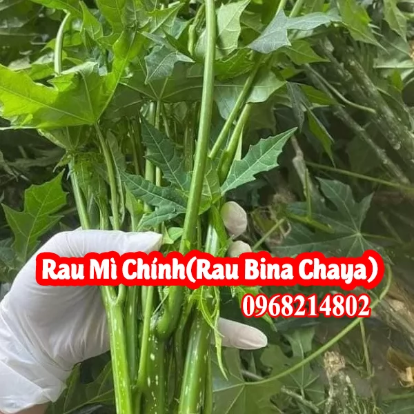 Mua Cây Mỳ Chính (Rau Bina Chaya) Hay Rau Ngót Lào Ở Đâu Và Bao Nhiêu Tiền