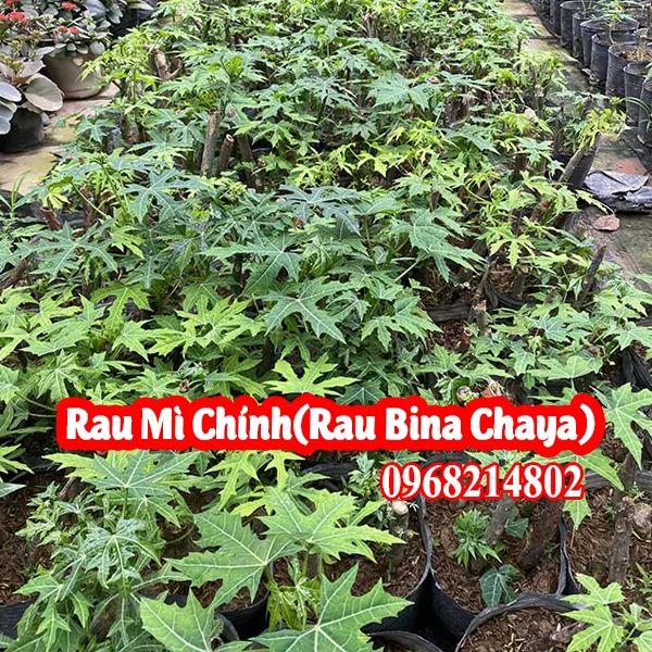 Mua Cây Mỳ Chính (Rau Bina Chaya) Hay Rau Ngót Lào Ở Đâu Và Bao Nhiêu Tiền