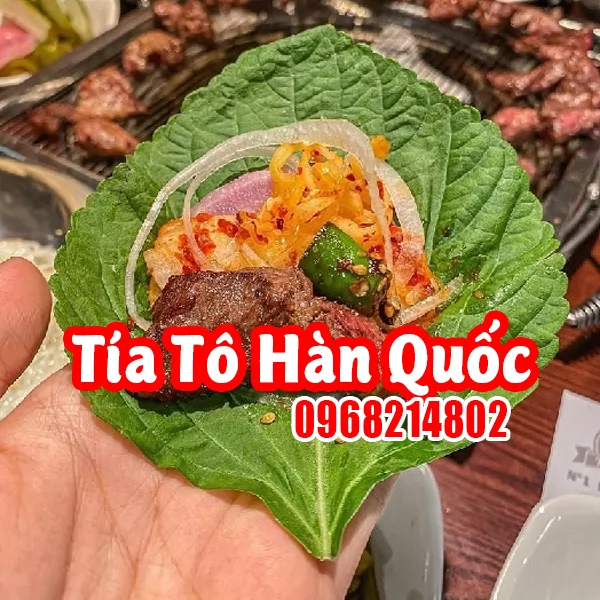Cây Tía Tô Hàn Quốc(cây lá mè): Đặc Điểm, Công Dụng Và Cách Trồng Hiệu Quả