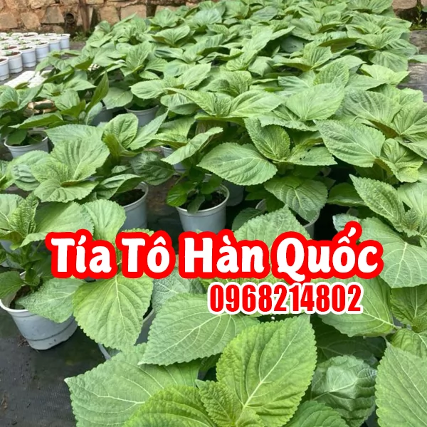 Cây Tía Tô Hàn Quốc(cây lá mè): Đặc Điểm, Công Dụng Và Cách Trồng Hiệu Quả