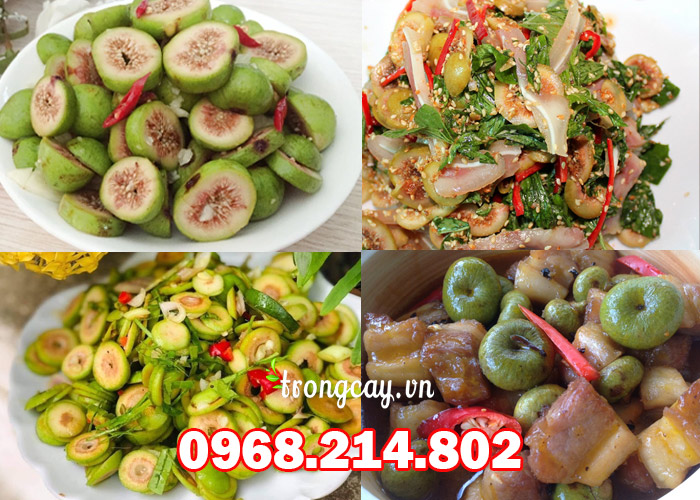 Công dụng của Sung