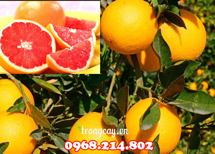 Đặc điểm cây cam Cara ruột đỏ Úc