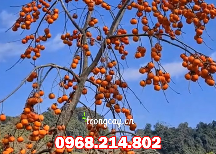 Đặc điểm cây hồng nhật