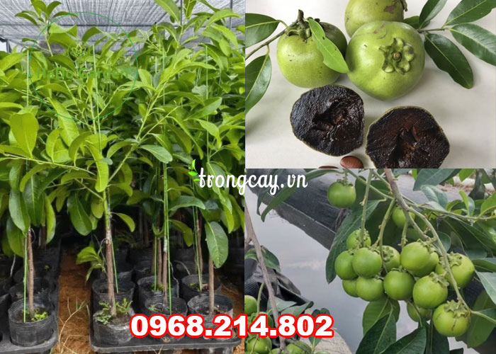 Đặc điểm cây Hồng Socola