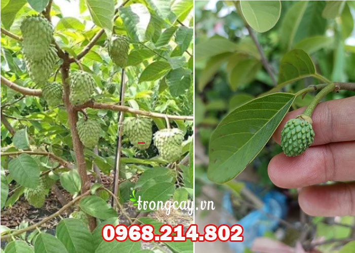 Đặc điểm cây na đài loan