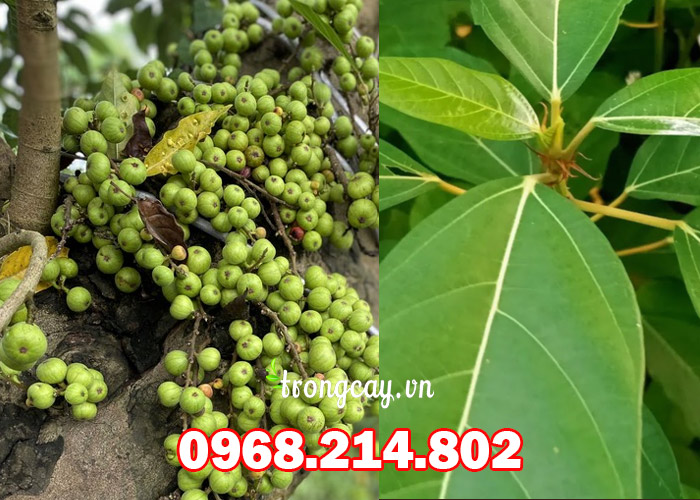 Đặc điểm cây sung