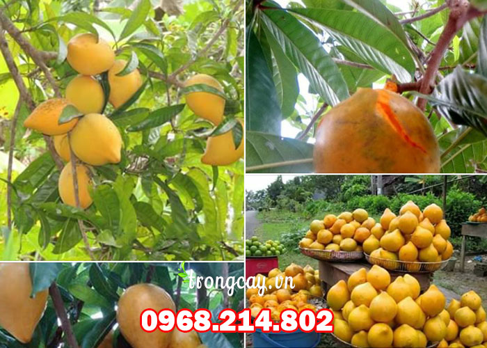 Đặc điểm cây trứng gà