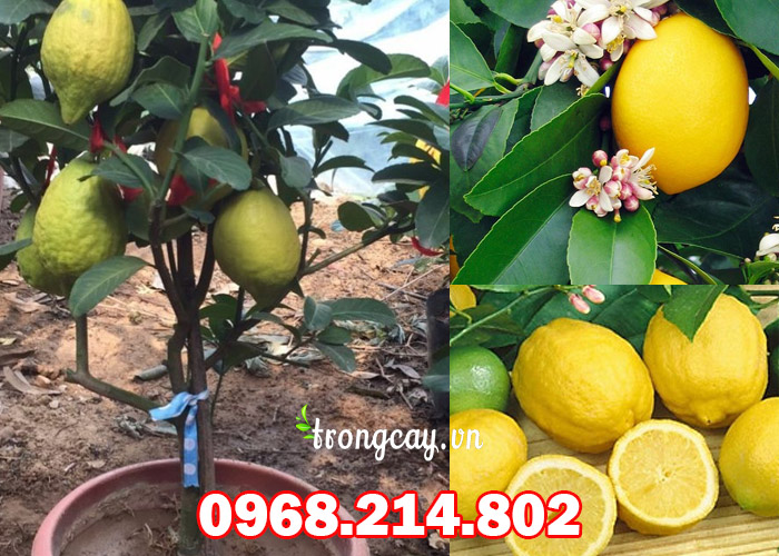 Đặc điểm của cây chanh vàng mỹ