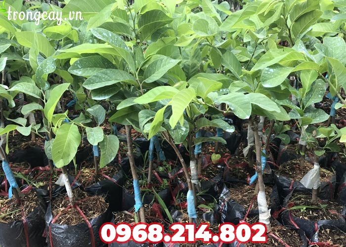 Đặc điểm giống cây na Thái Lan