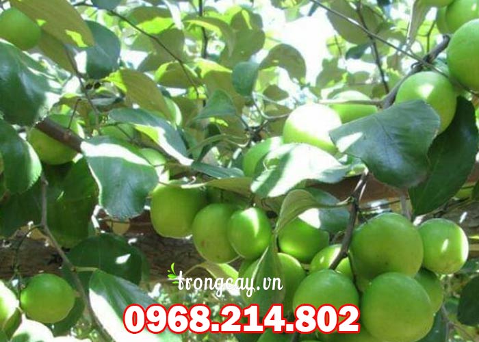 Đặc điểm giống cây táo đài loan