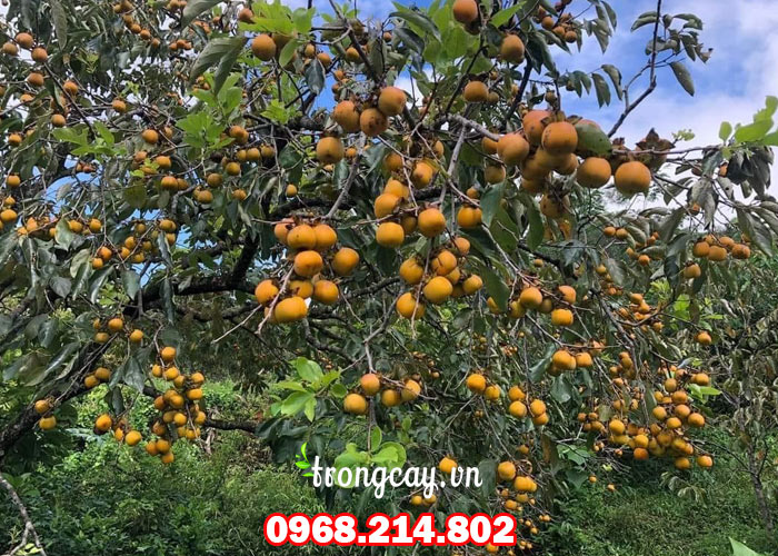 Đặc điểm hồng không hạt