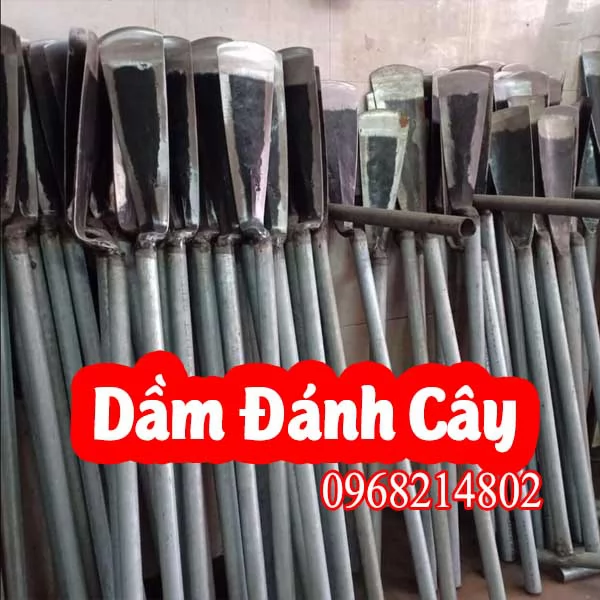 Mua Dầm Đánh Bầu Cây Cổ Cò Ở Đâu Và Bao Nhiêu Tiền 
