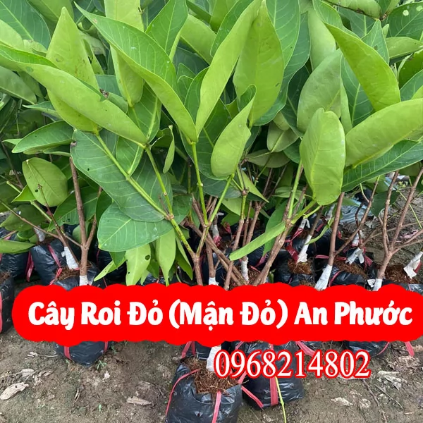 Mua Cây Roi Đỏ An Phước(Mận Đỏ An Phước Ở Đâu) Và Bao Nhiêu Tiền 1 Cây Giống
