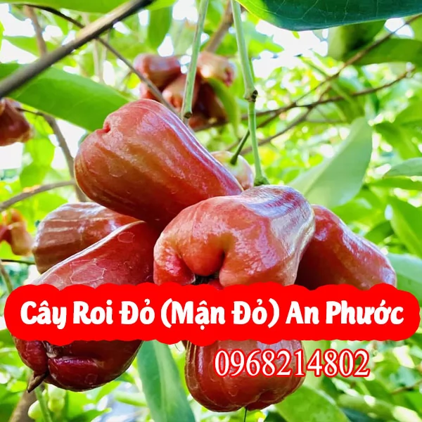 Mua Cây Roi Đỏ An Phước(Mận Đỏ An Phước Ở Đâu) Và Bao Nhiêu Tiền 1 Cây Giống