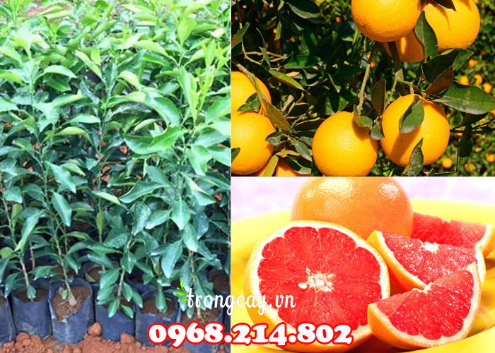 Giá bán cây cam Cara ruột đỏ Úc